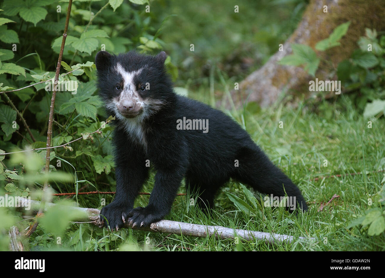 Spectacled Orso, Tremarctos ornatus, giovani sull'erba Foto Stock
