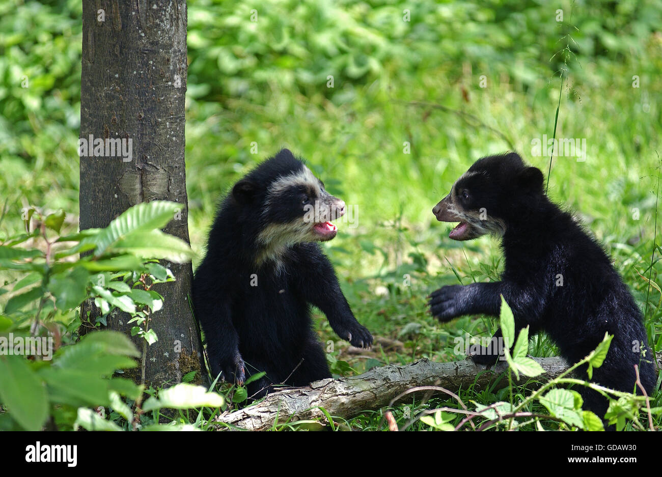 Spectacled Orso, Tremarctos ornatus, Cub giocando Foto Stock