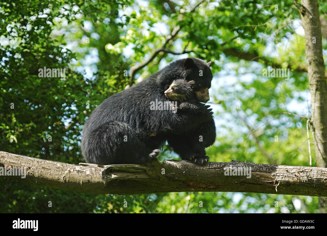 Spectacled Orso, Tremarctos ornatus, femmina con i giovani sul ramo Foto Stock