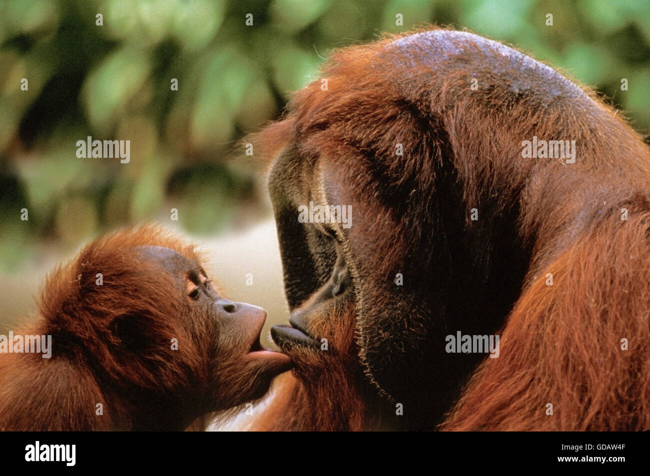 Orang Utan, pongo pygmaeus, atteggiamento divertente Foto Stock