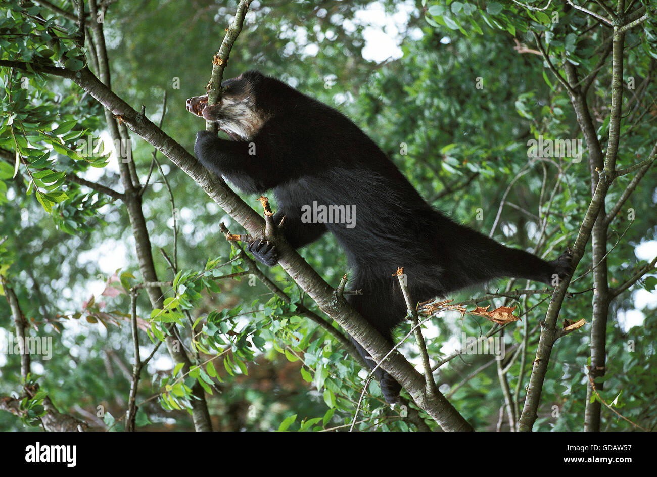 Orso SPECTACLED Tremarctos ornatus, adulto appeso sul ramo Foto Stock