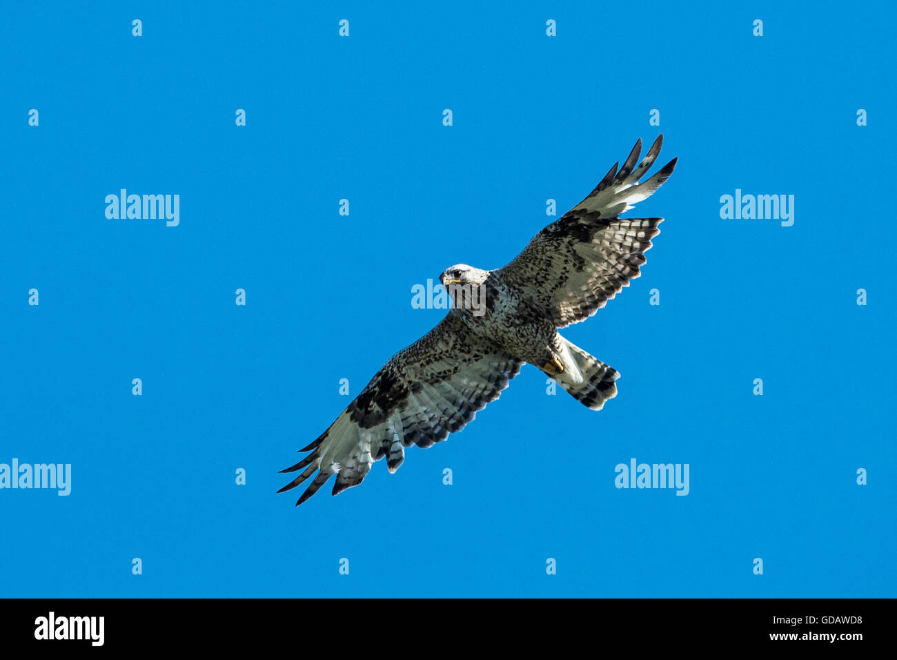 Zampe ruvida hawk,Buteo lagopus,National Petroleum Reserve,northwest Alaska Foto Stock