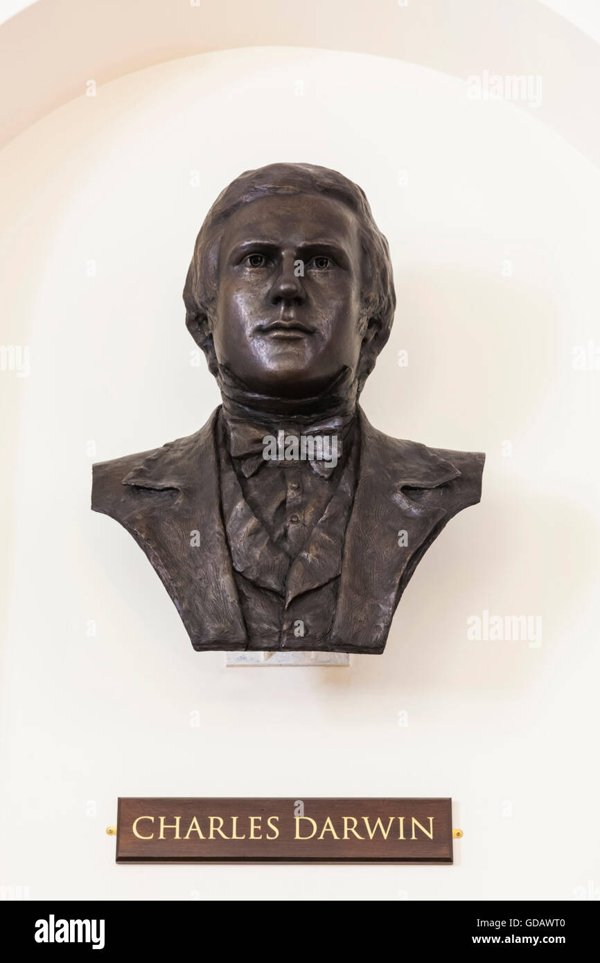 L'Inghilterra,Cambridgeshire,Cambridge,Sedgwick Museum of Earth Sciences,Busto di Charles Darwin Foto Stock