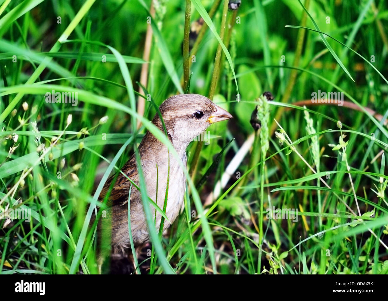 Campo sparrow (spizella pusilla) hiden su erba verde Foto Stock