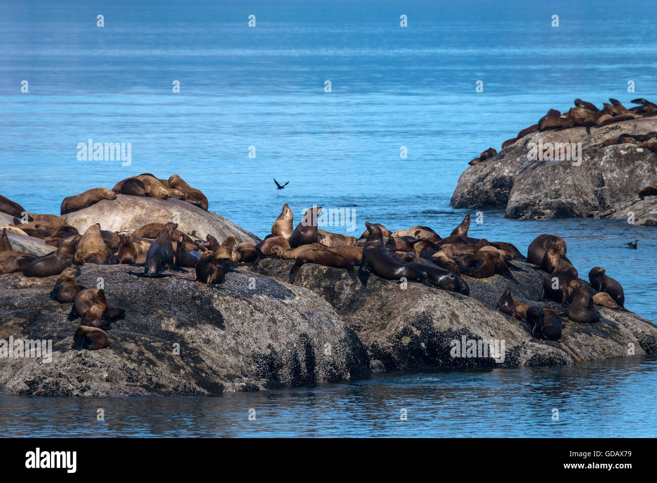 Steller leoni di mare,Sea Lion,animale,Eumetopias jubatus,Glacier Bay,parco nazionale,Alaska, STATI UNITI D'AMERICA, Foto Stock