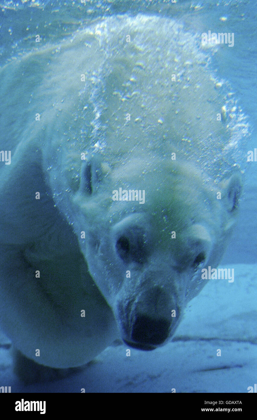 Orso polare, thalarctos maritimus, Adulti sotto l'acqua Foto Stock