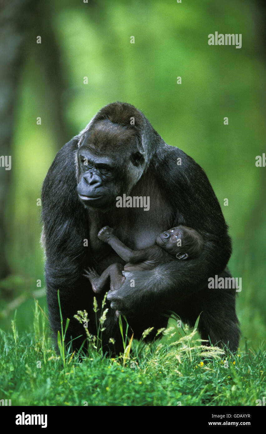 Gorilla gorilla gorilla femmina con Baby Foto Stock