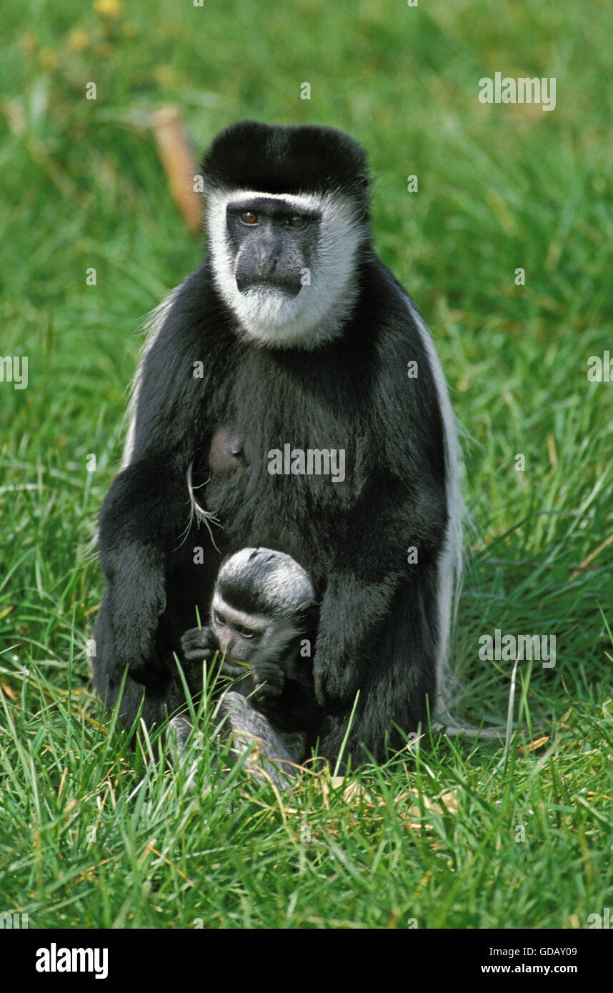 Bianco e nero COLOMBUS scimmia colobus guereza, MADRE CON I GIOVANI Foto Stock