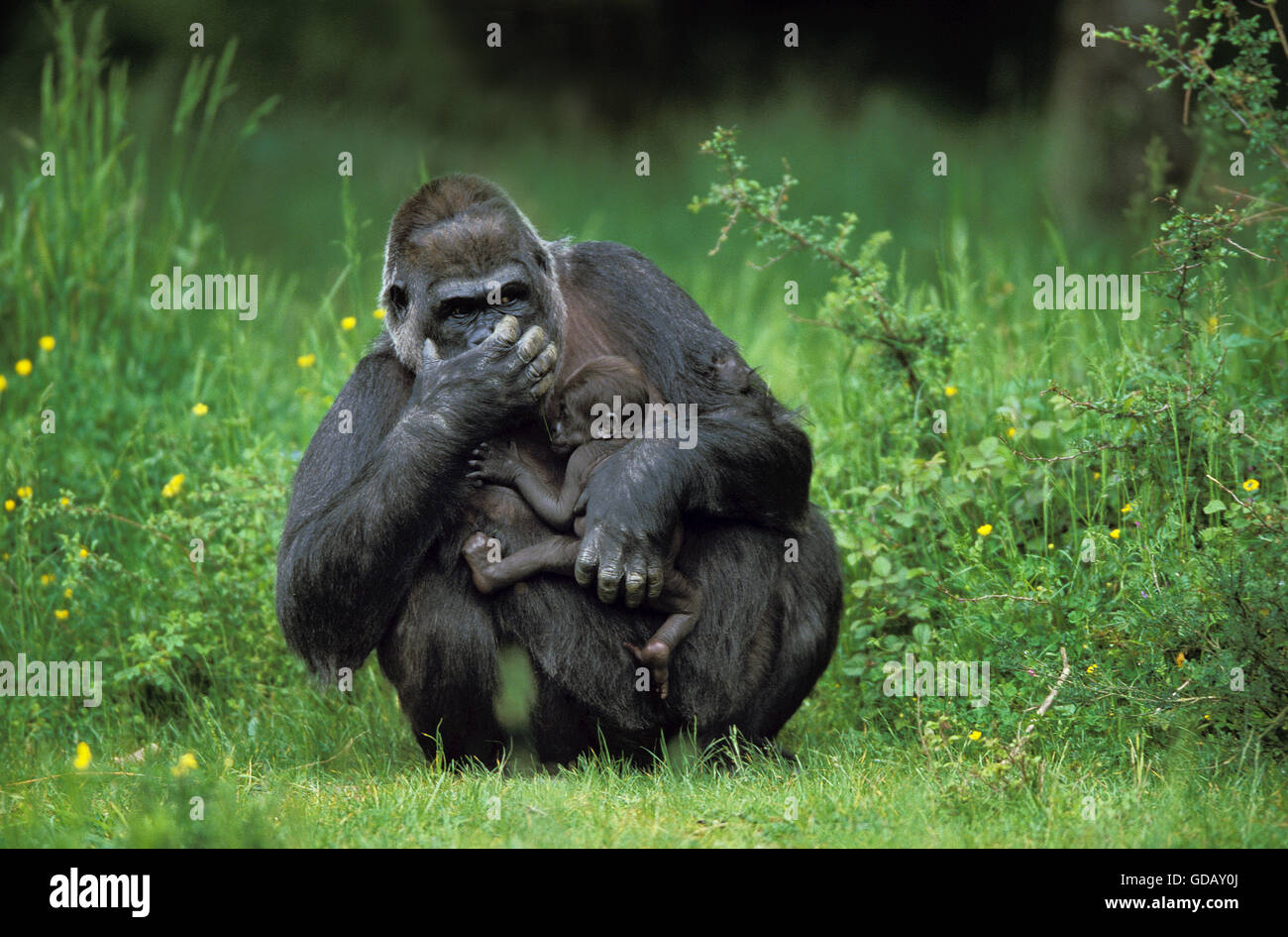 Gorilla gorilla gorilla femmina con Baby Foto Stock