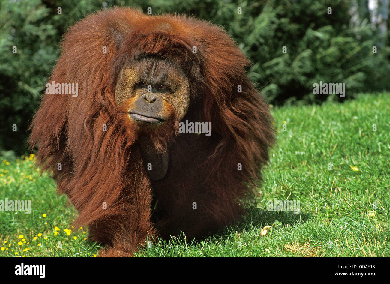 Orang Utan, pongo pygmaeus, maschio sull'erba Foto Stock