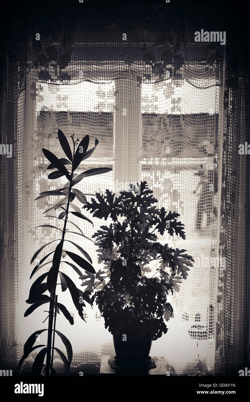 Vecchia casa vista finestra con piante e tessuto Foto Stock