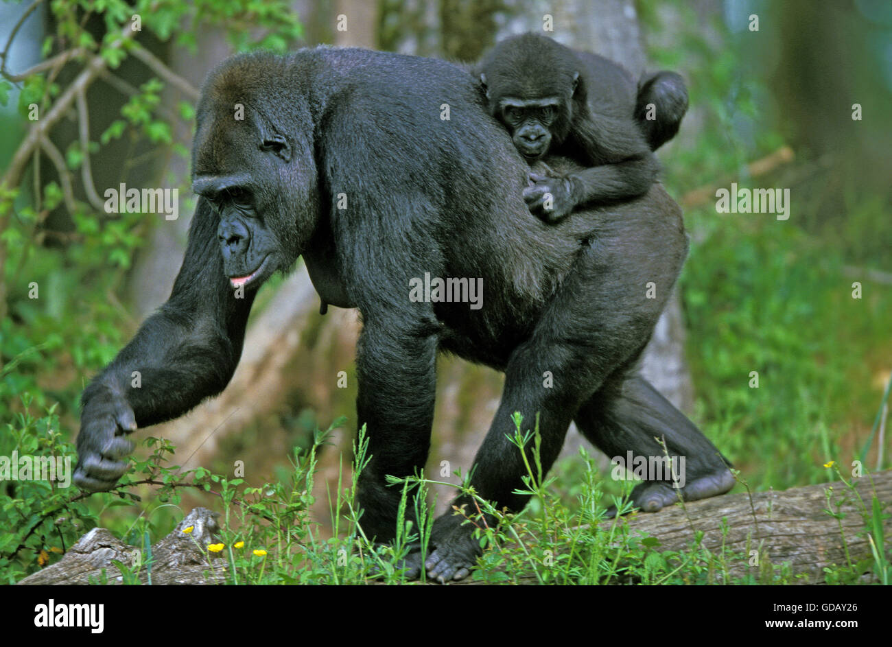 Gorilla gorilla gorilla femmina con Baby Foto Stock