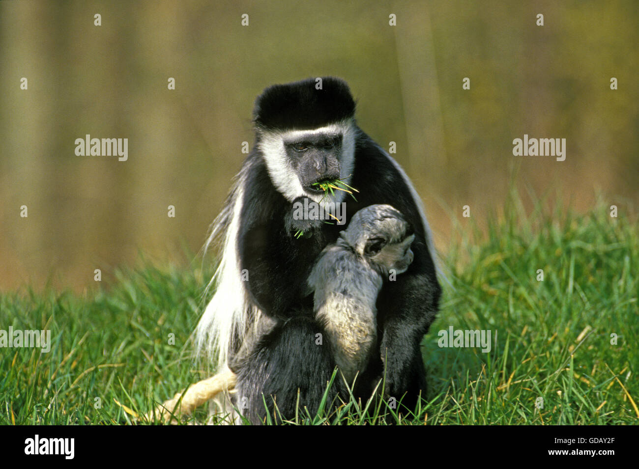 Bianco e nero COLOMBUS scimmia colobus guereza, MADRE CON I GIOVANI Foto Stock