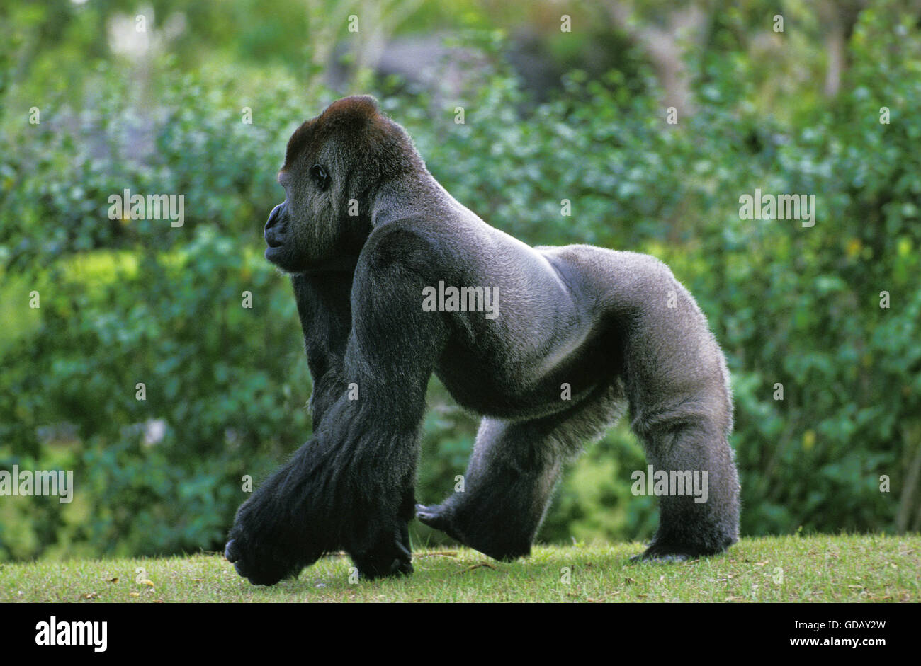 Gorilla gorilla Gorilla Silverback maschio adulto sull'erba Foto Stock
