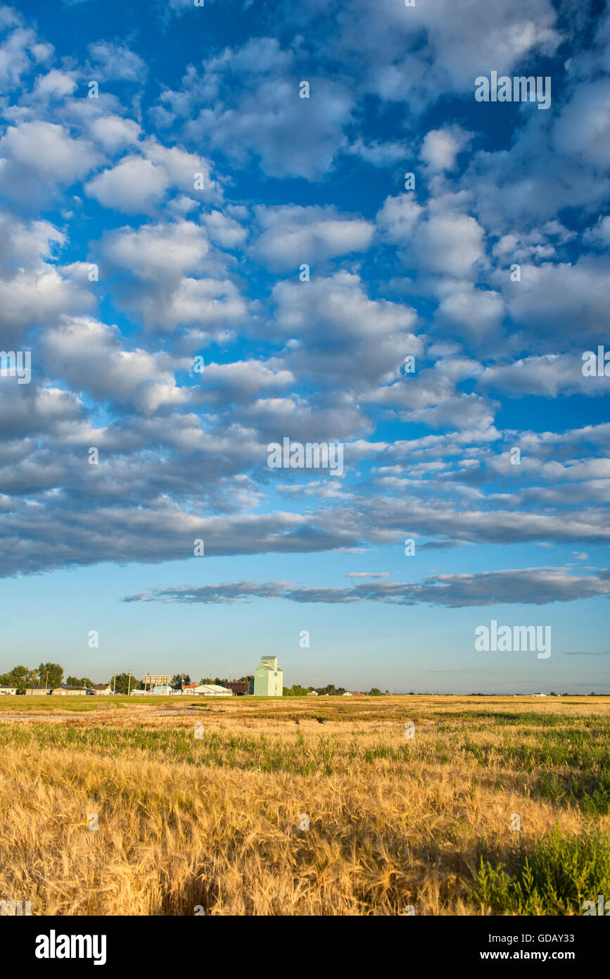 Prairie Foto Stock