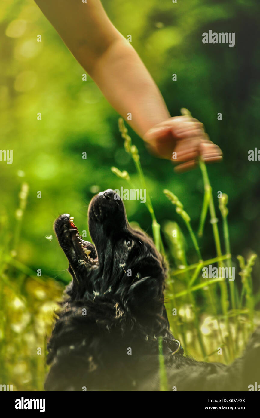 Bellissimo cane nero gioca con il suo proprietario in natura in verde e lussureggiante erba Foto Stock