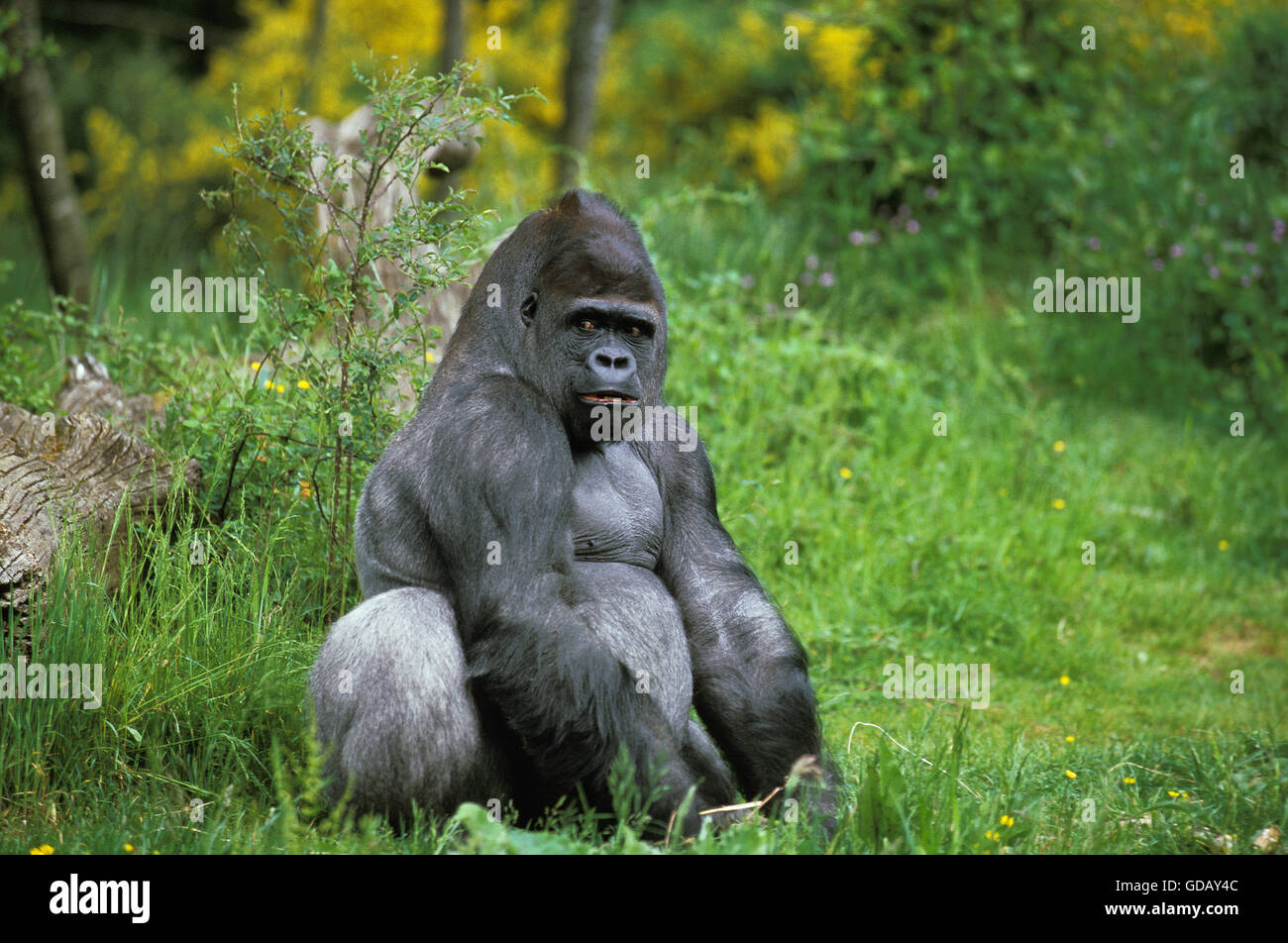 Pianura orientale gorilla gorilla gorilla graueri, maschio seduto sull'erba Foto Stock