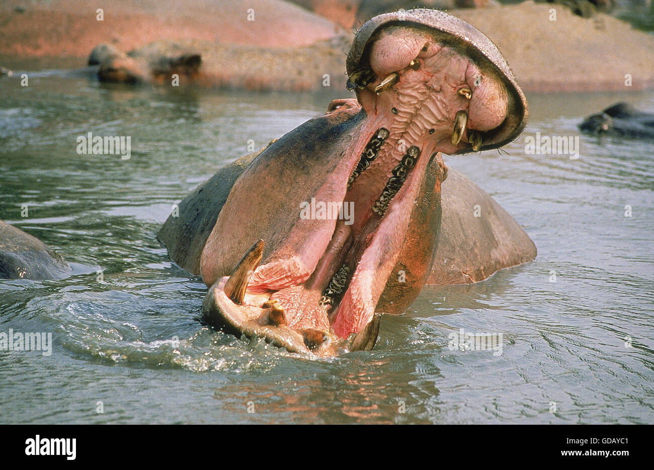 Ippopotamo Hippopotamus amphibius, adulto minaccia la visualizzazione con la bocca aperta, parco Virunga, REPUBBLICA DEMOCRATICA DEL CONGO Foto Stock