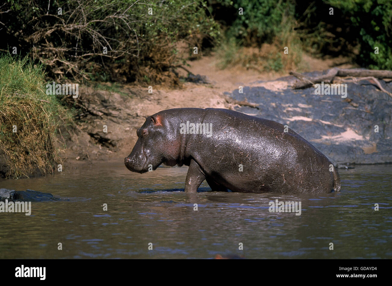Ippopotamo Hippopotamus amphibius, adulti nel fiume di Mara, MASAI MARA PARK, KENYA Foto Stock