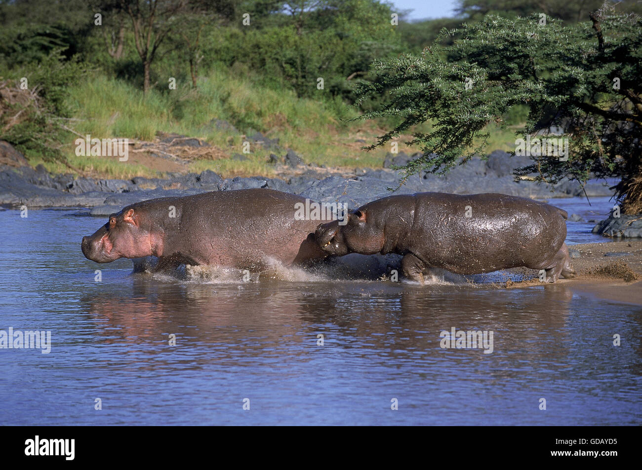 Ippopotamo, Hippopotamus amphibius, Adulti Varcando il fiume, il Masai Mara Park in Kenya Foto Stock