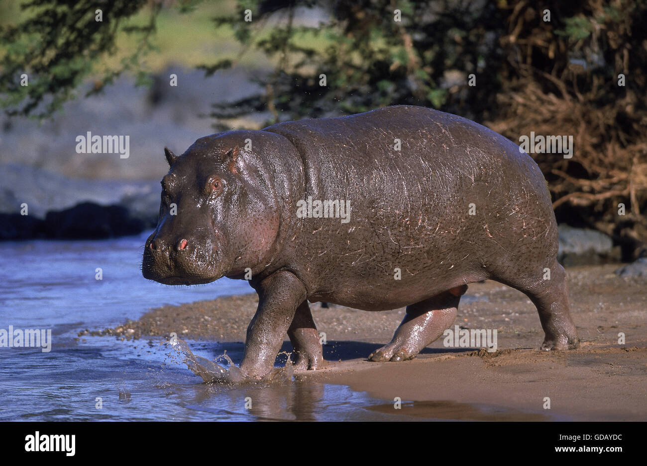 Ippopotamo Hippopotamus amphibius, adulti entrando in fiume di Mara, MASAI MARA PARK, KENYA Foto Stock