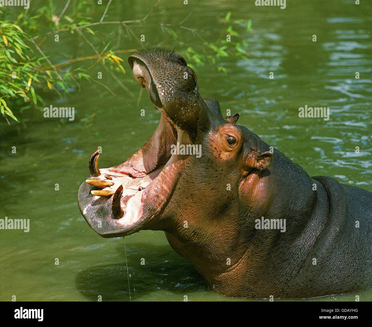 Ippopotamo, Hippopotamus amphibius, Adulti sbadigliare a bocca aperta Foto Stock