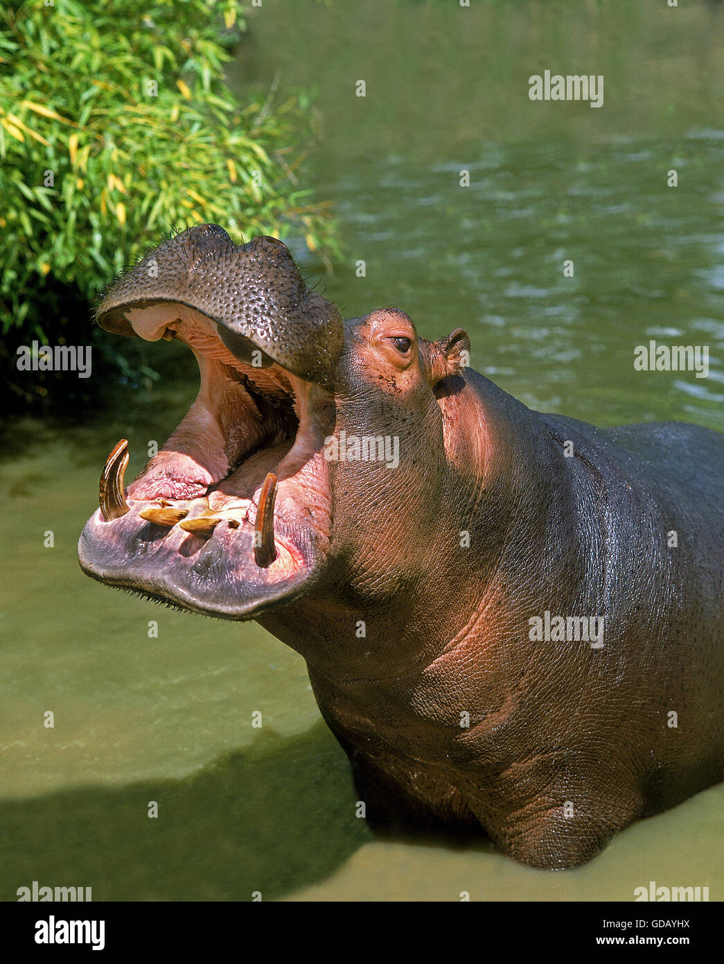 Ippopotamo, Hippopotamus amphibius, Adulti sbadigli, con bocca aperta Foto Stock