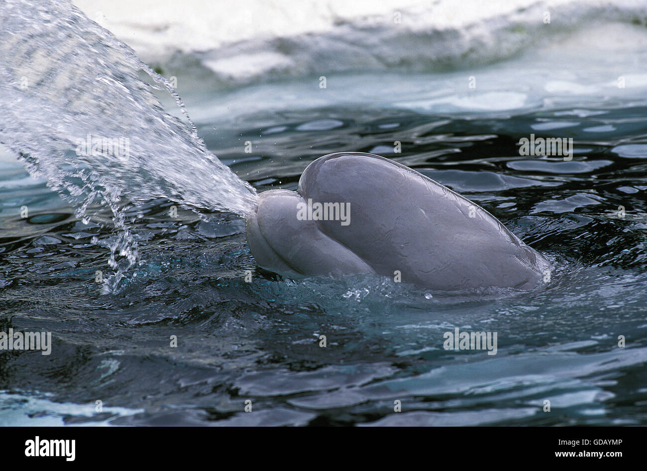 Balene BELUGA o balena bianca delphinapterus leucas Foto Stock