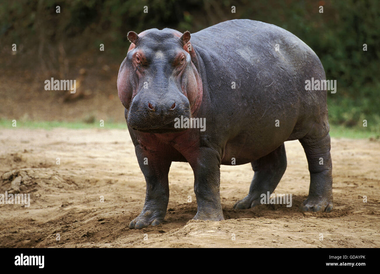 Ippopotamo, Hippopotamus amphibius, Masai Mara Park in Kenya Foto Stock