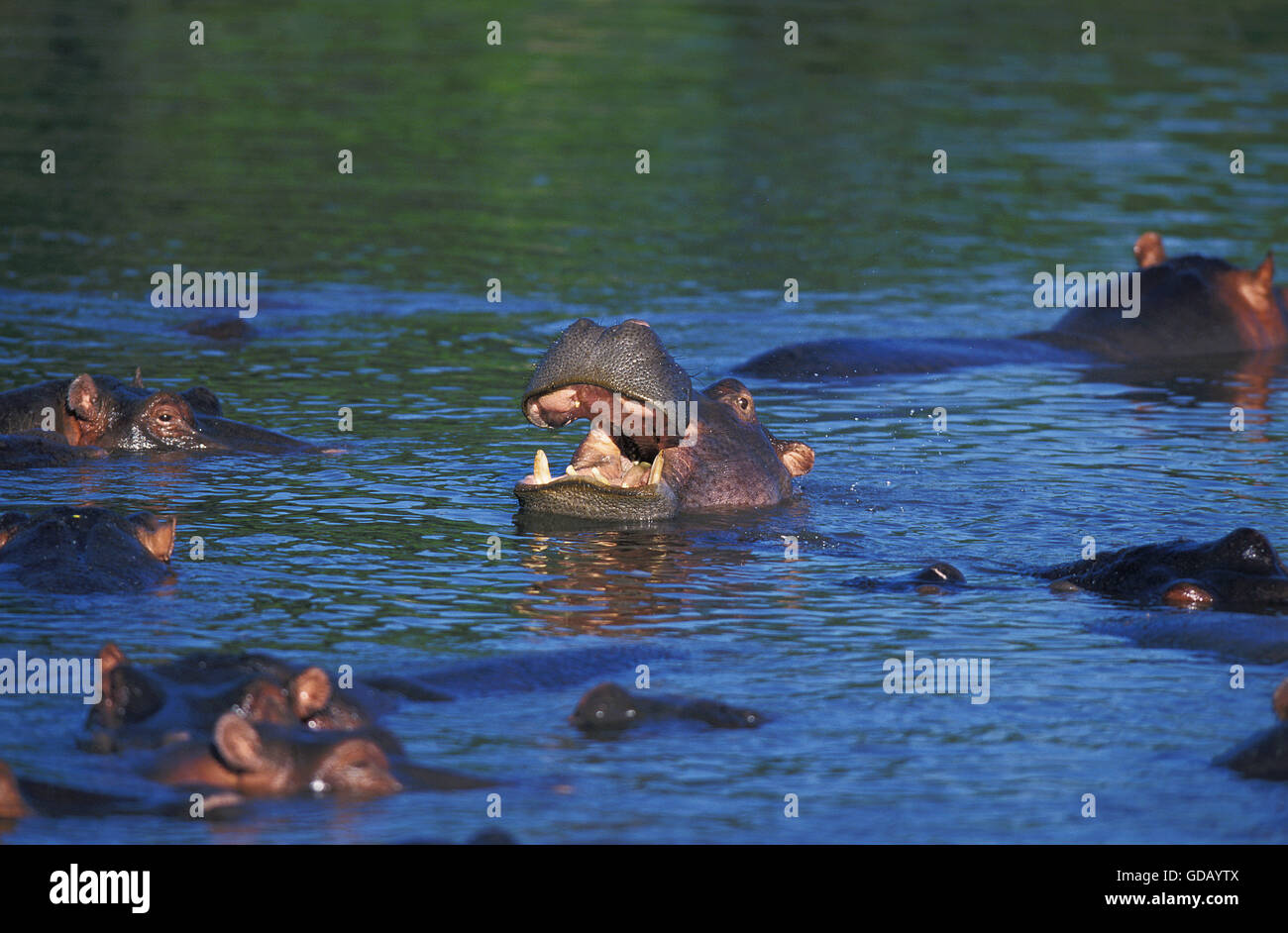 Ippopotamo, Hippopotamus amphibius, gruppo nel fiume, il Masai Mara Park in Kenya Foto Stock
