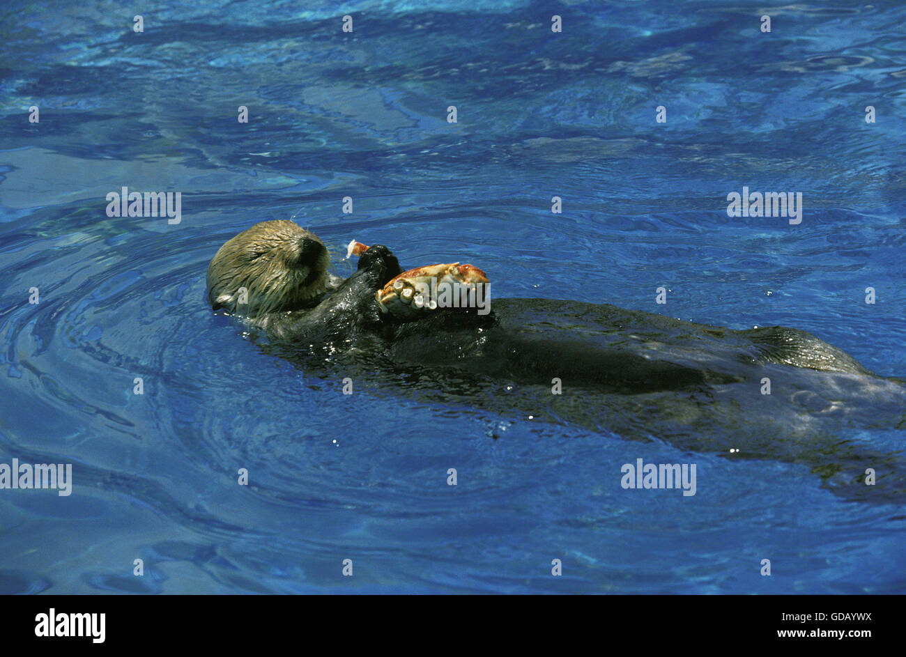 Sea Otter, Enhydra lutris, adulti sulla sua schiena, Mangiare Granchio Gerard 067731 immagini LACZ Foto Stock