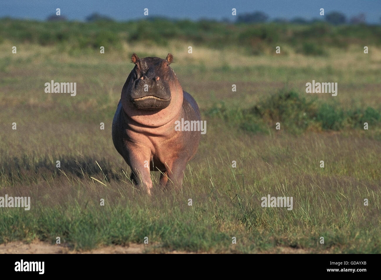 Ippopotamo Hippopotamus amphibius, MASAI MARA PARK IN KENYA Foto Stock