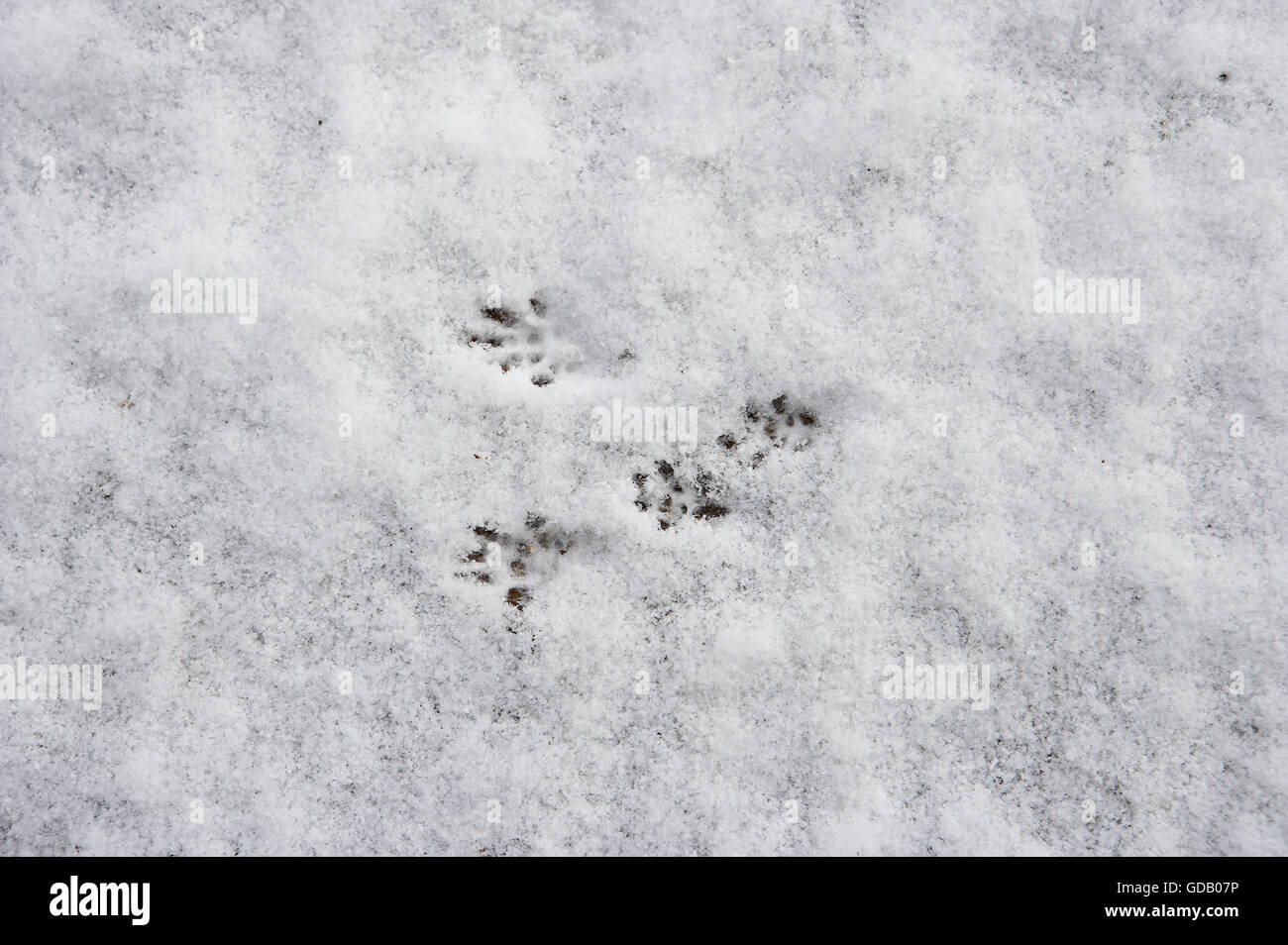 Scoiattolo rosso Sciurus vulgaris, tracce sulla neve, Normandia Foto Stock