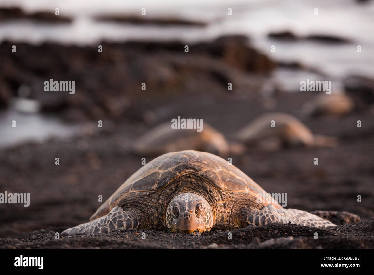 Grande Isola,tartaruga,Punaluu,spiaggia di sabbia nera,Grande Isola,STATI UNITI D'AMERICA,Hawaii,l'America,animali,animale,Volcanical,lava, Foto Stock