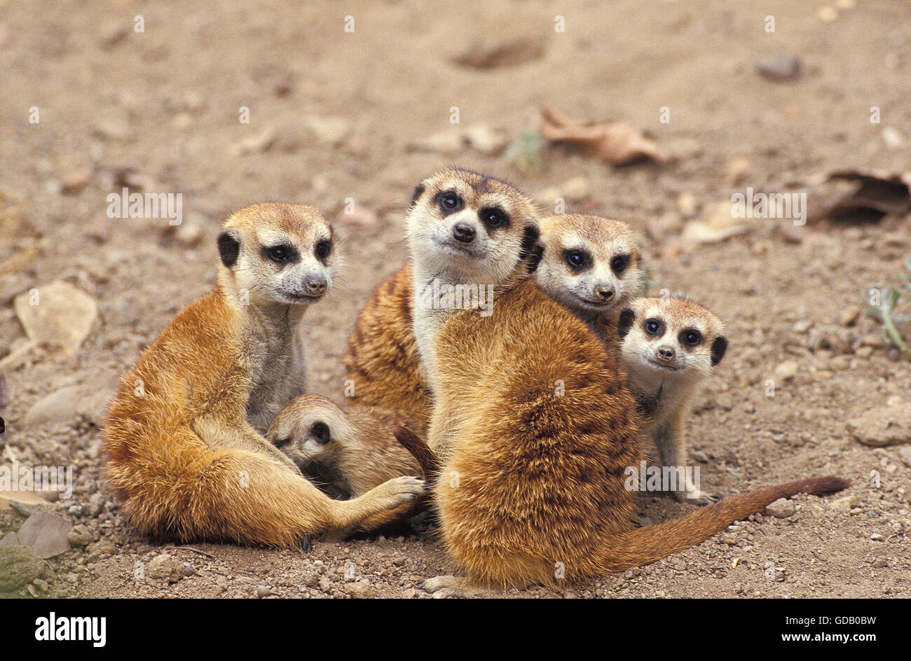 Meerkat, suricata suricatta, adulti con Youngs Foto Stock