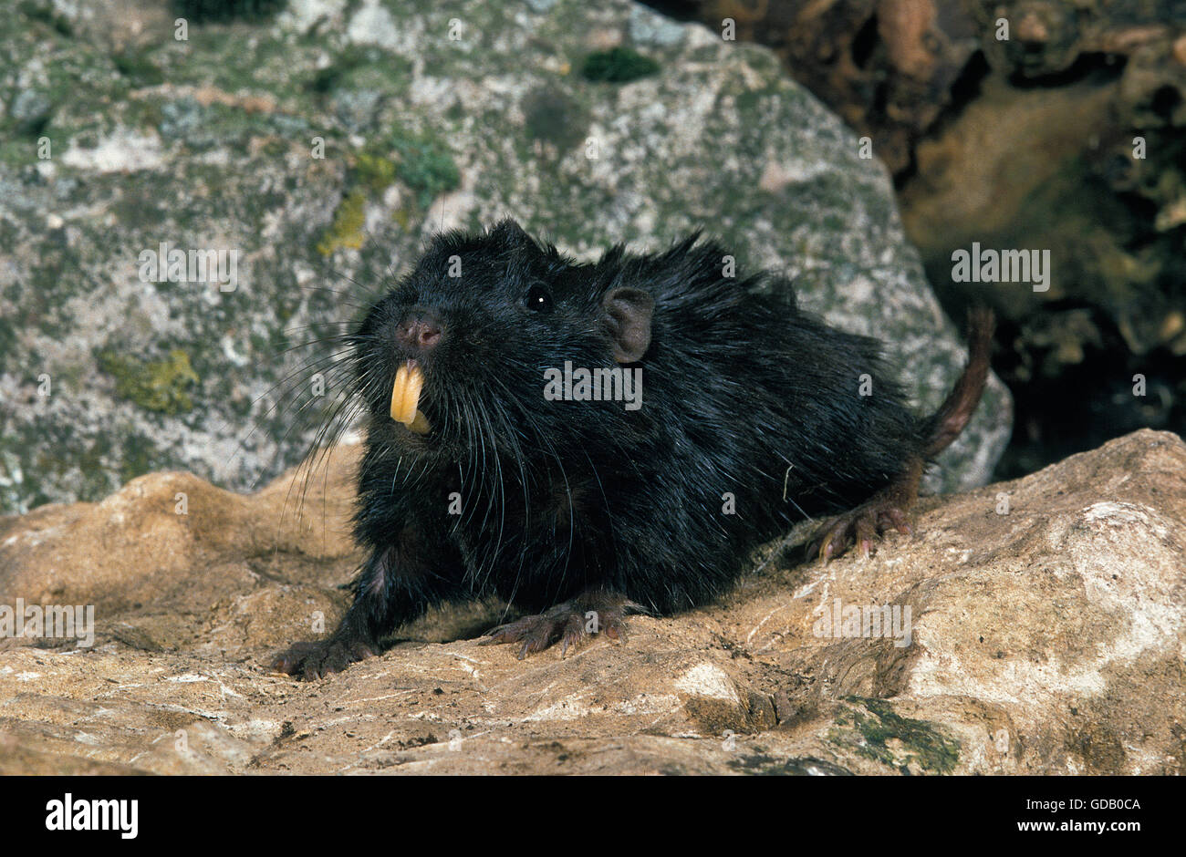 Coruro ratto, spalacopus cyanus, Adulti su pietra Foto Stock