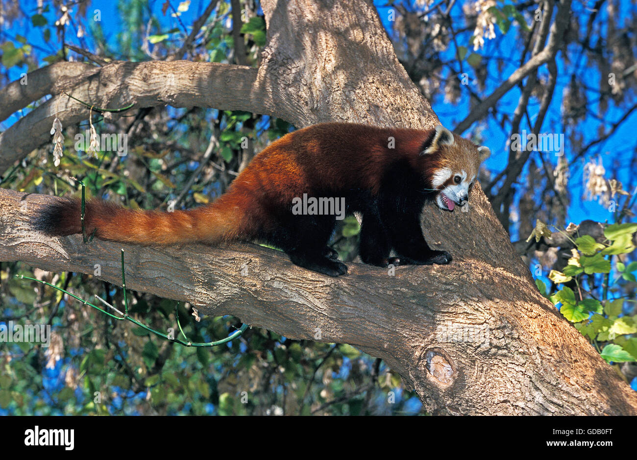 PANDA ROSSO Ailurus fulgens, adulti nella struttura ad albero Foto Stock