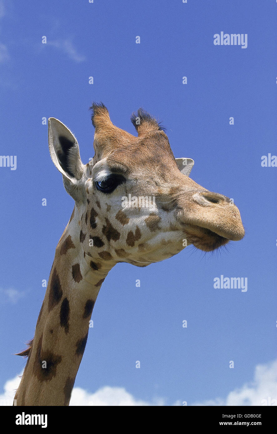 La Rothschild Giraffe, giraffa camelopardalis rothschildi Foto Stock