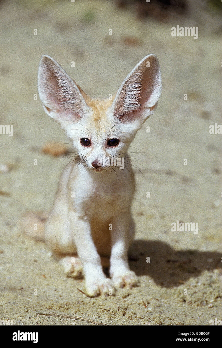 FENNEC O DESERT FOX fennecus zerda, giovane seduto sulla sabbia Foto Stock