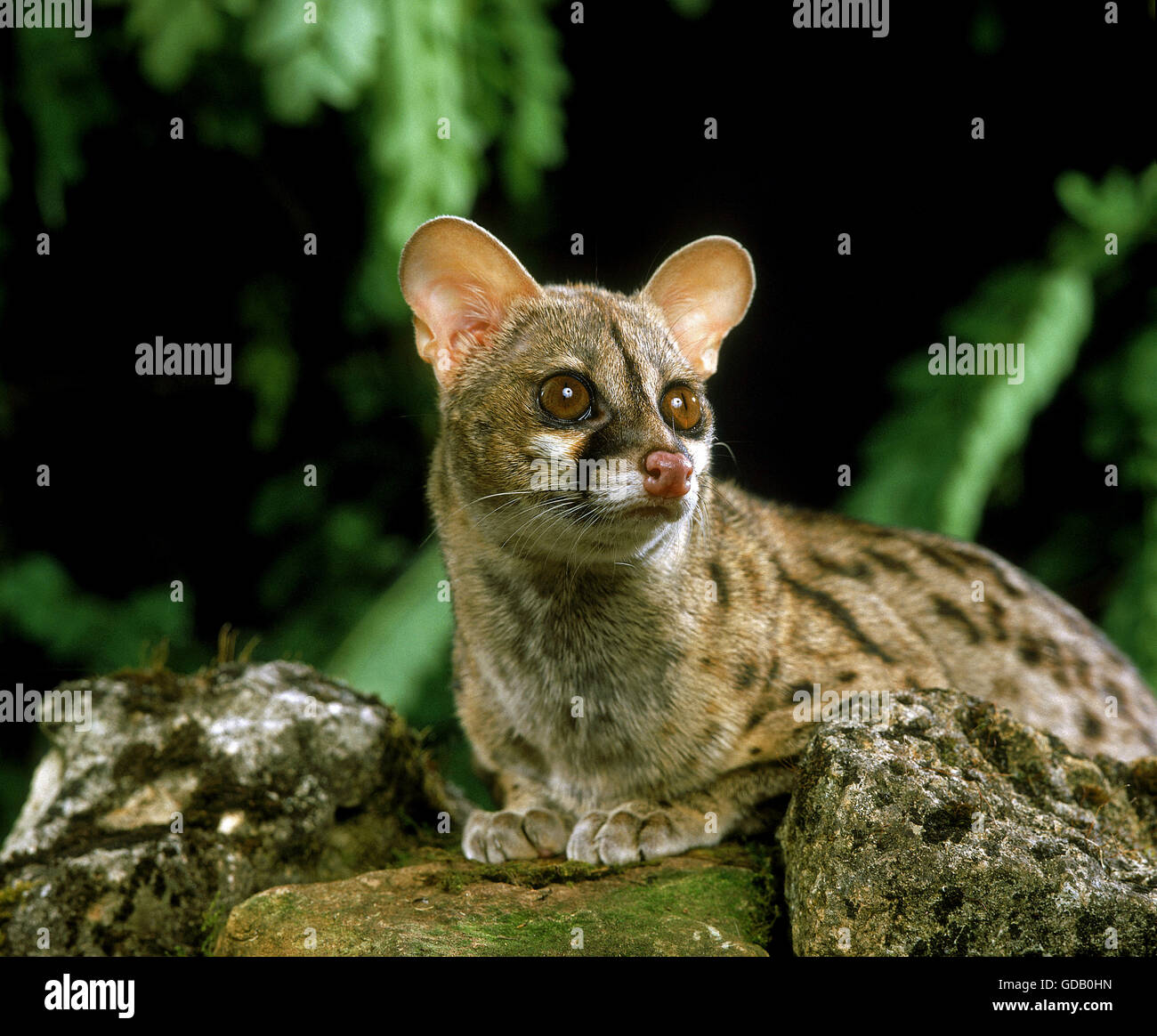 Piccolo Spotted Genet, genetta genetta, adulto su rocce Foto Stock