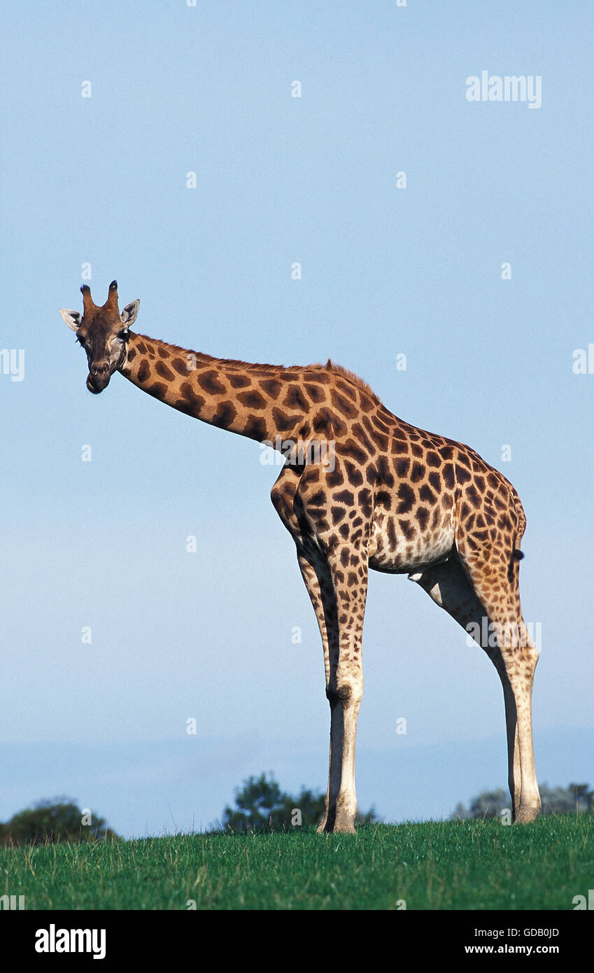 La Rothschild Giraffe, giraffa camelopardalis rothschildi Foto Stock