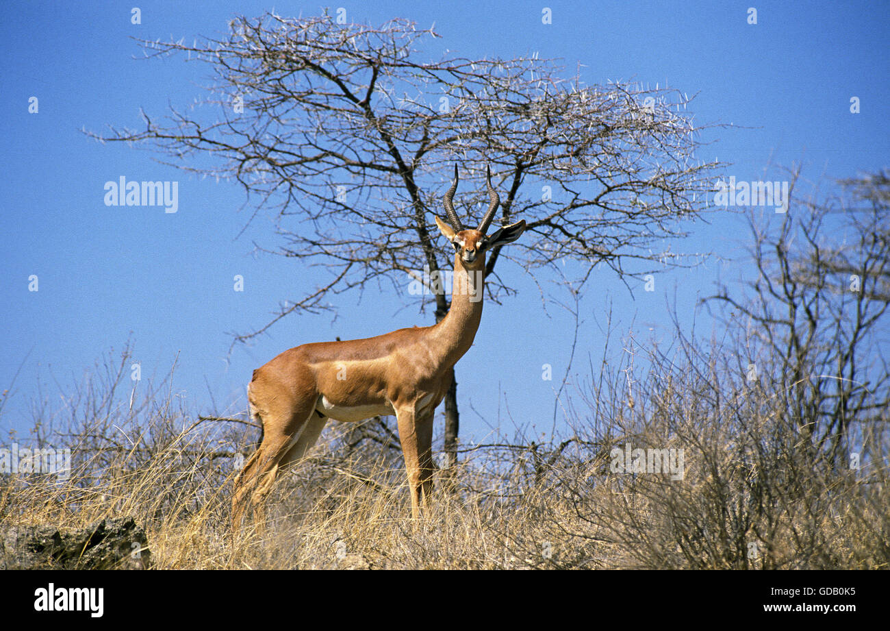 Gerenuk o Waller il gazelle, litocranius walleri, maschio, Samburu Park in Kenya Foto Stock