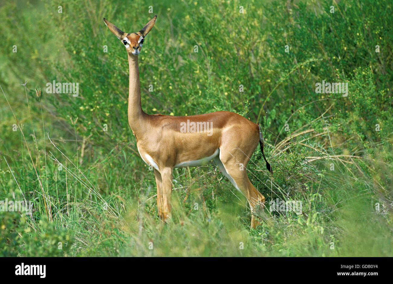Gerenuk o Waller il gazelle, litocranius walleri, Femmina a Samburu Park in Kenya Foto Stock