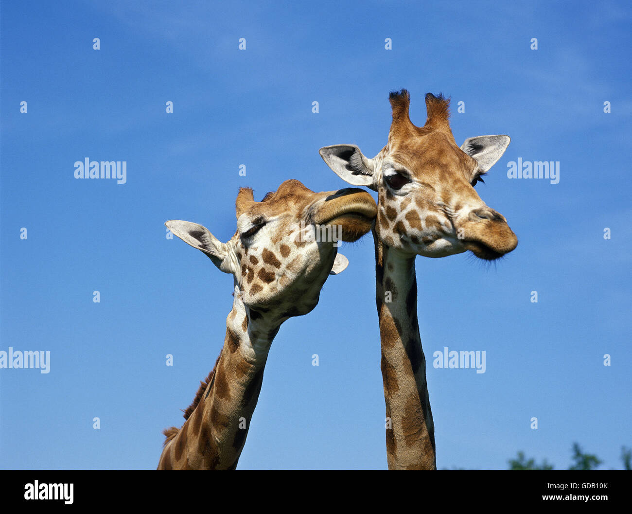 La Rothschild Giraffe, giraffa camelopardalis rothschildi Foto Stock