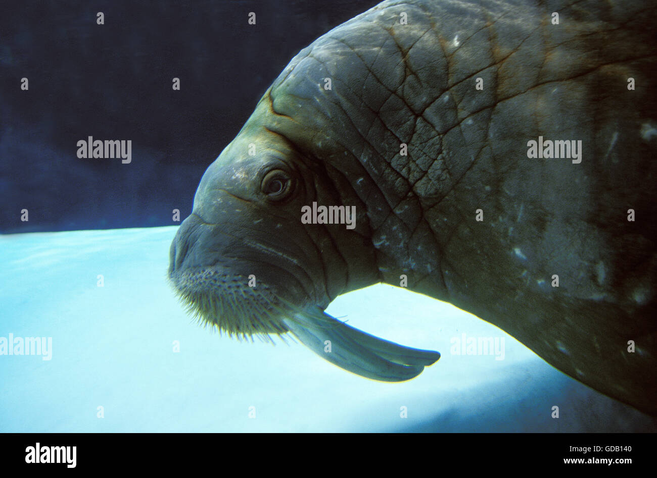 Trichechi odobenus rosmarus, adulto, vista subacquea Foto Stock