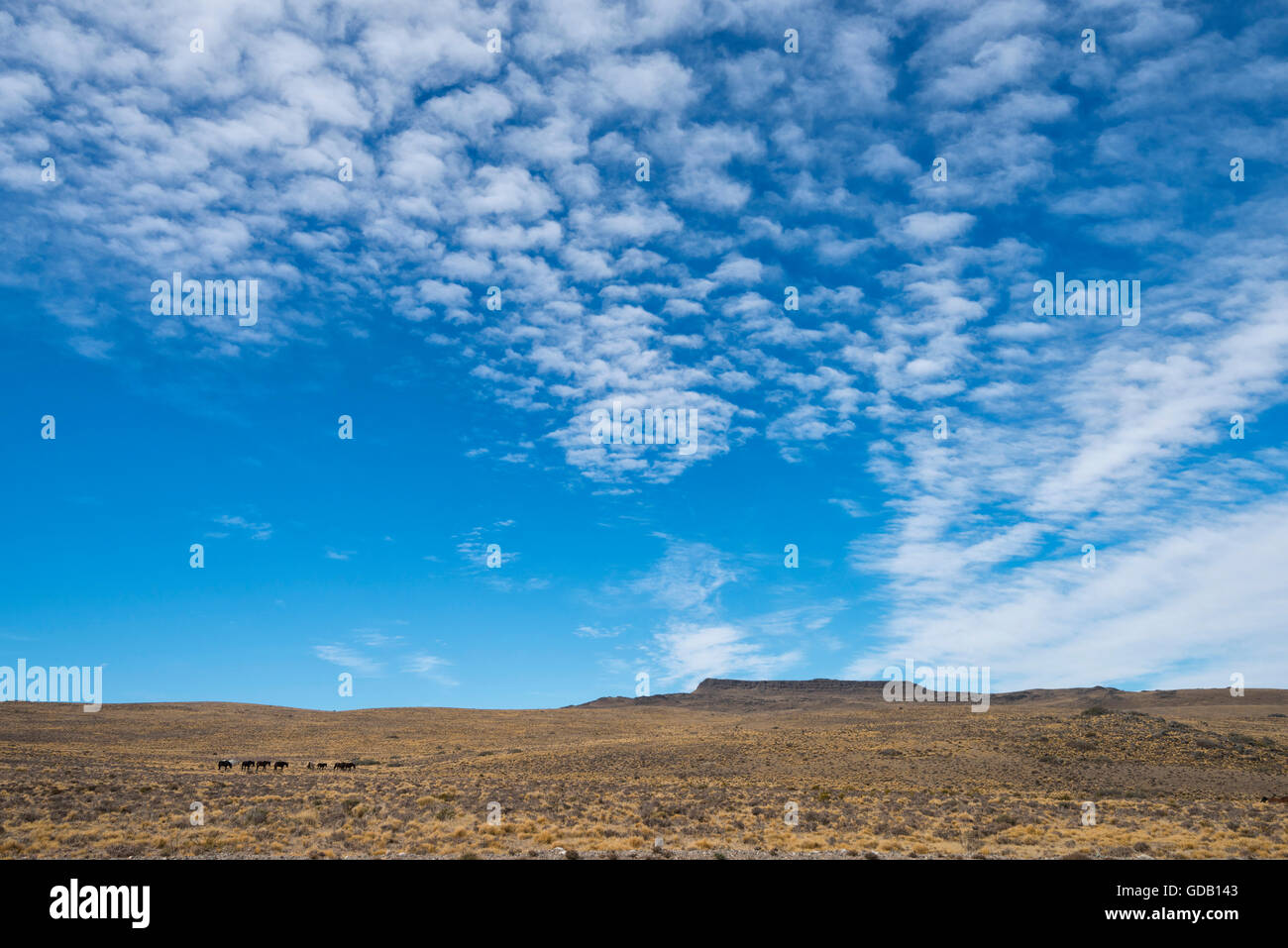 Sud America,l'Argentina,Patagonia,Santa Cruz,Cueva de los Manos,cavalli selvaggi sotto big sky Foto Stock