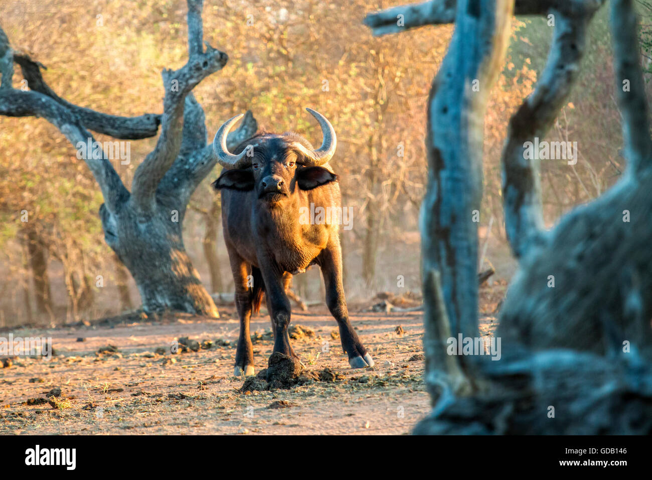 Sud Africa game drive al mattino presto. Curioso buffalo tra alberi nodose orologi il visualizzatore. Foto Stock