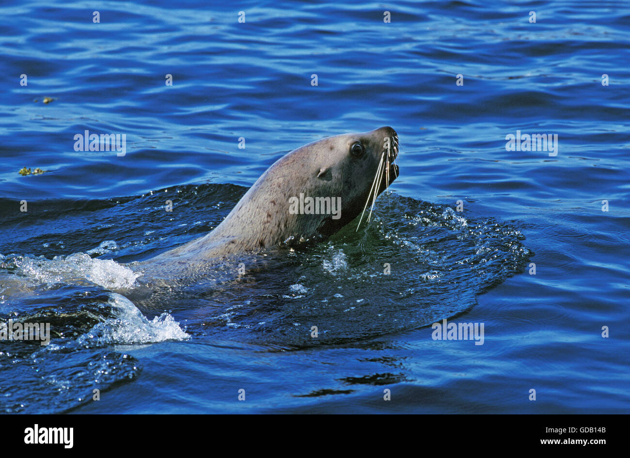 STELLER SEA LION eumetopias jubata, piscina per adulti, ALASKA Foto Stock