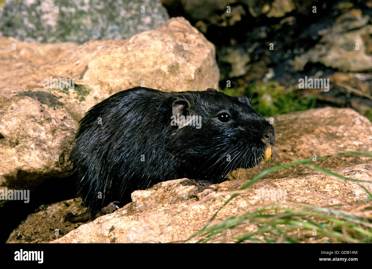 Coruro ratto, spalacopus cyanus, Adulti su roccia Foto Stock