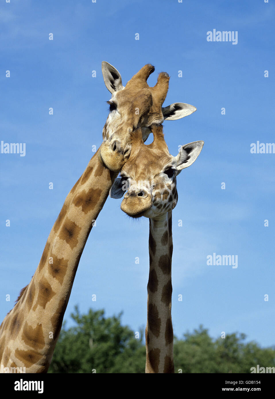 La Rothschild Giraffe, giraffa camelopardalis rothschildi Foto Stock